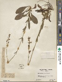 Penstemon laevigatus image