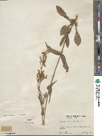 Penstemon laevigatus image