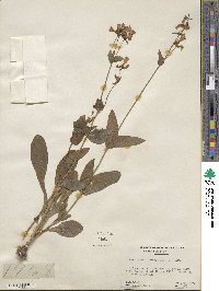 Penstemon laevigatus image