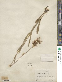 Penstemon laevigatus image