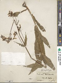 Penstemon laevigatus image