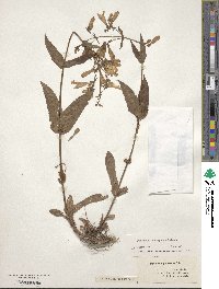 Penstemon laevigatus image