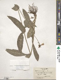 Penstemon laevigatus image