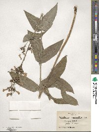 Penstemon laevigatus image