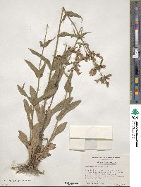 Penstemon laevigatus image