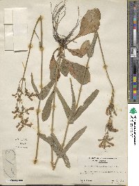 Penstemon laevigatus image