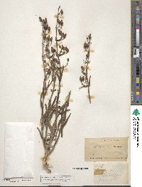 Penstemon laetus image