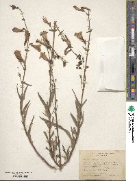 Penstemon laetus image