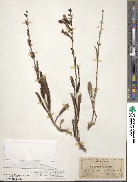 Penstemon laetus image