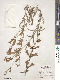 Penstemon laetus image