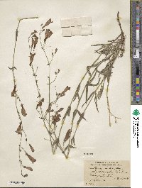 Penstemon laetus image