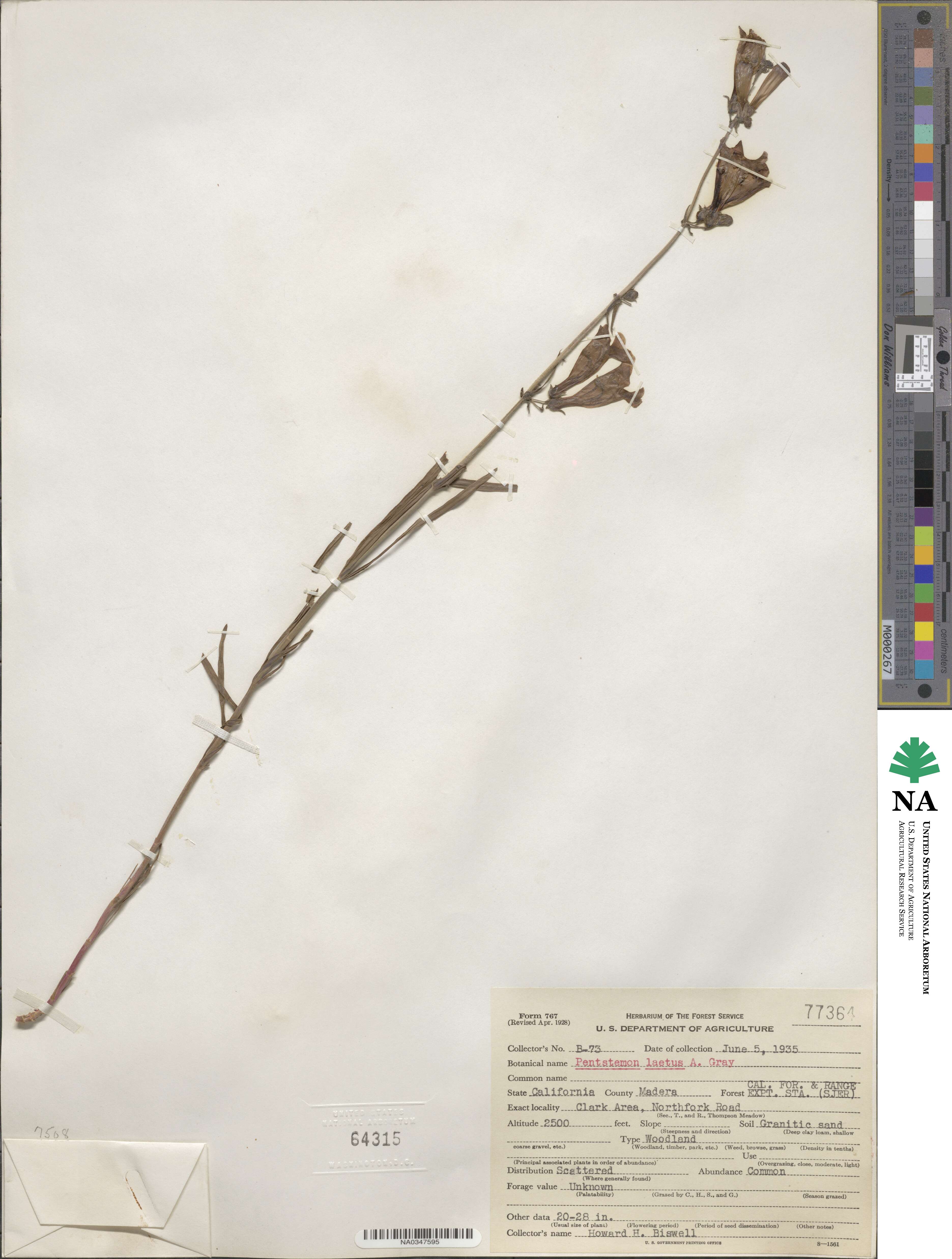 Penstemon laetus image