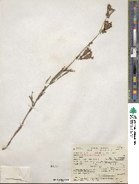 Penstemon laetus image