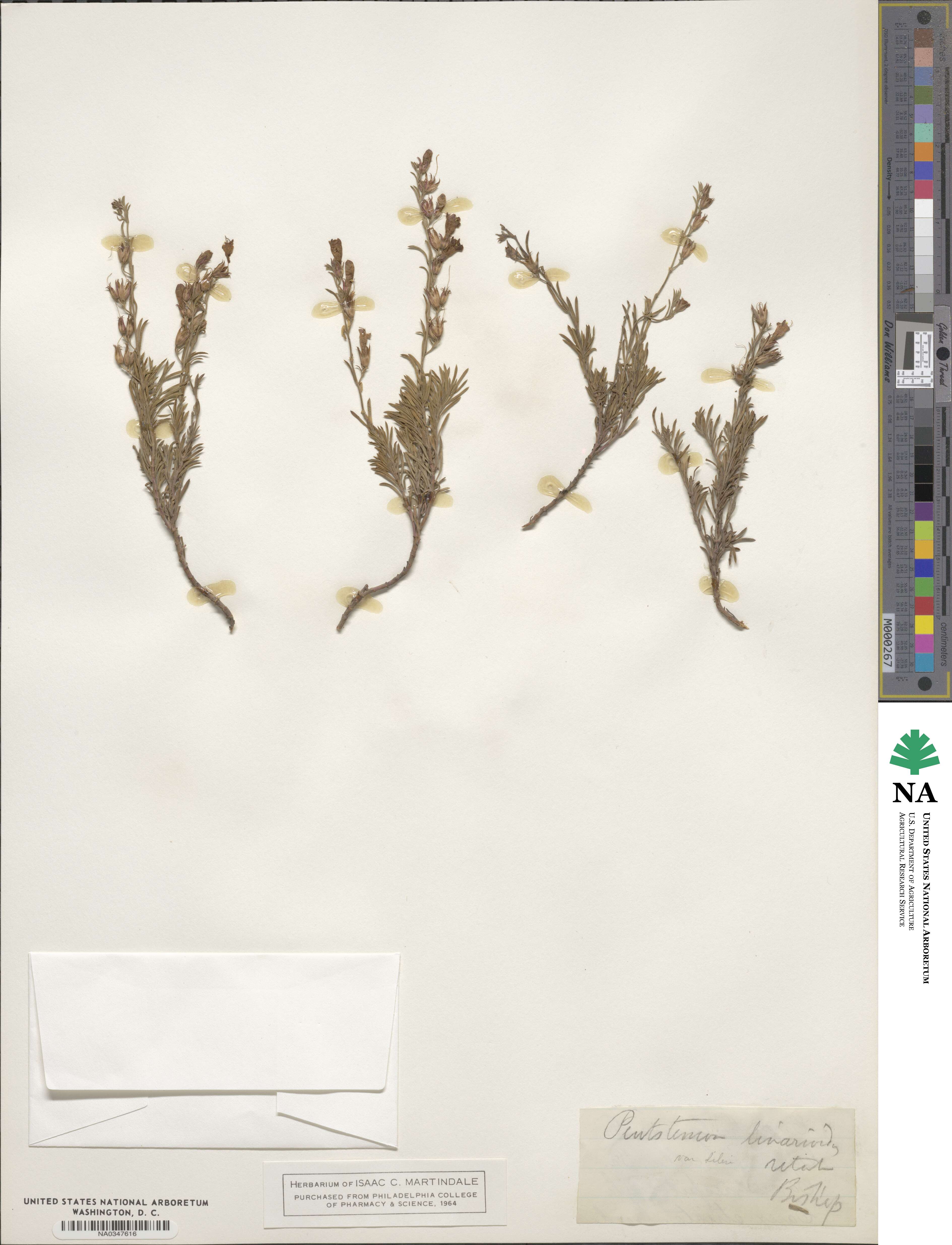 Penstemon linarioides image