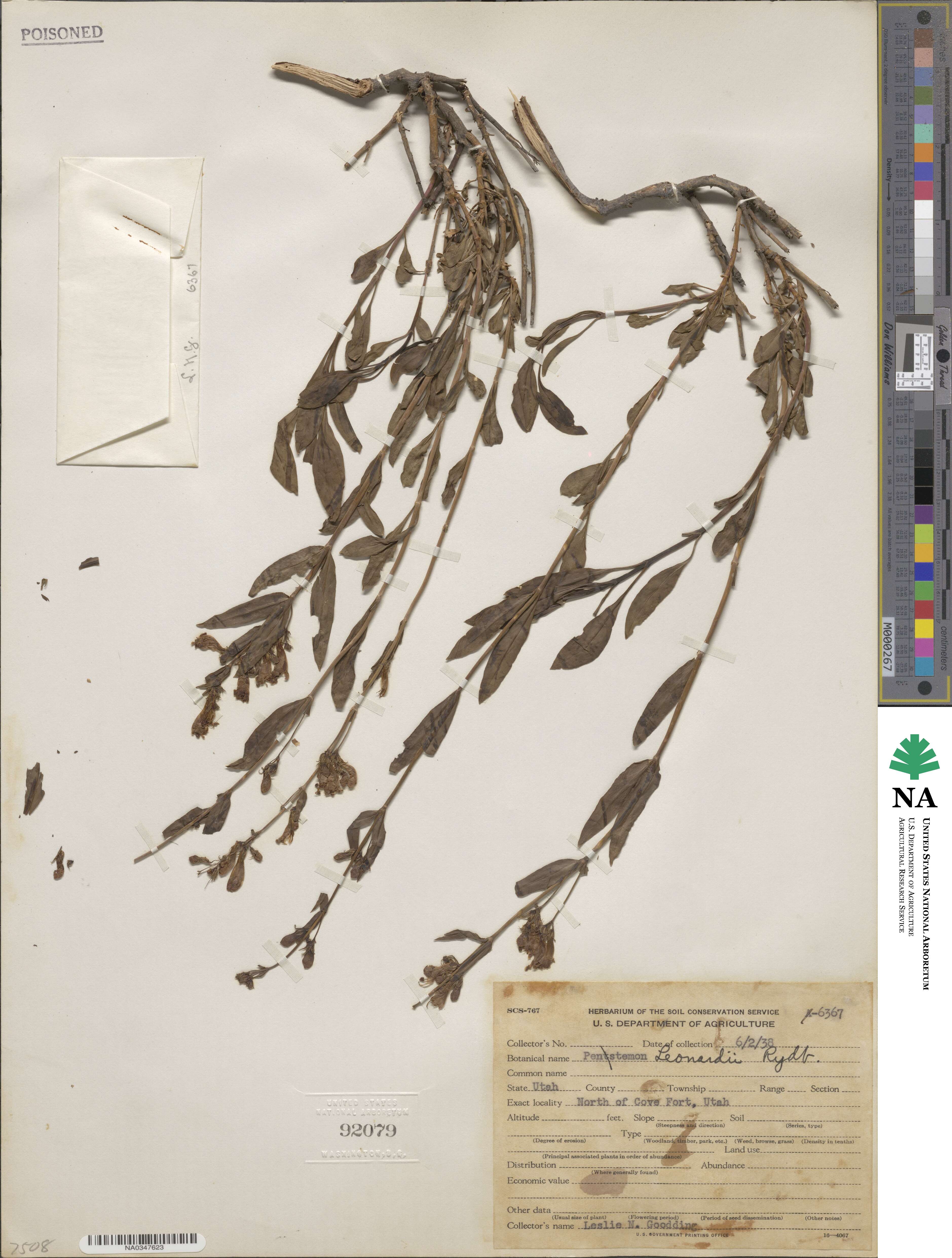 Penstemon leonardii image