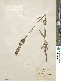 Penstemon laxiflorus image