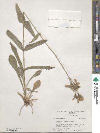 Penstemon laxiflorus image