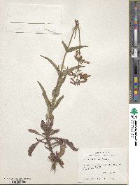 Penstemon laxiflorus image