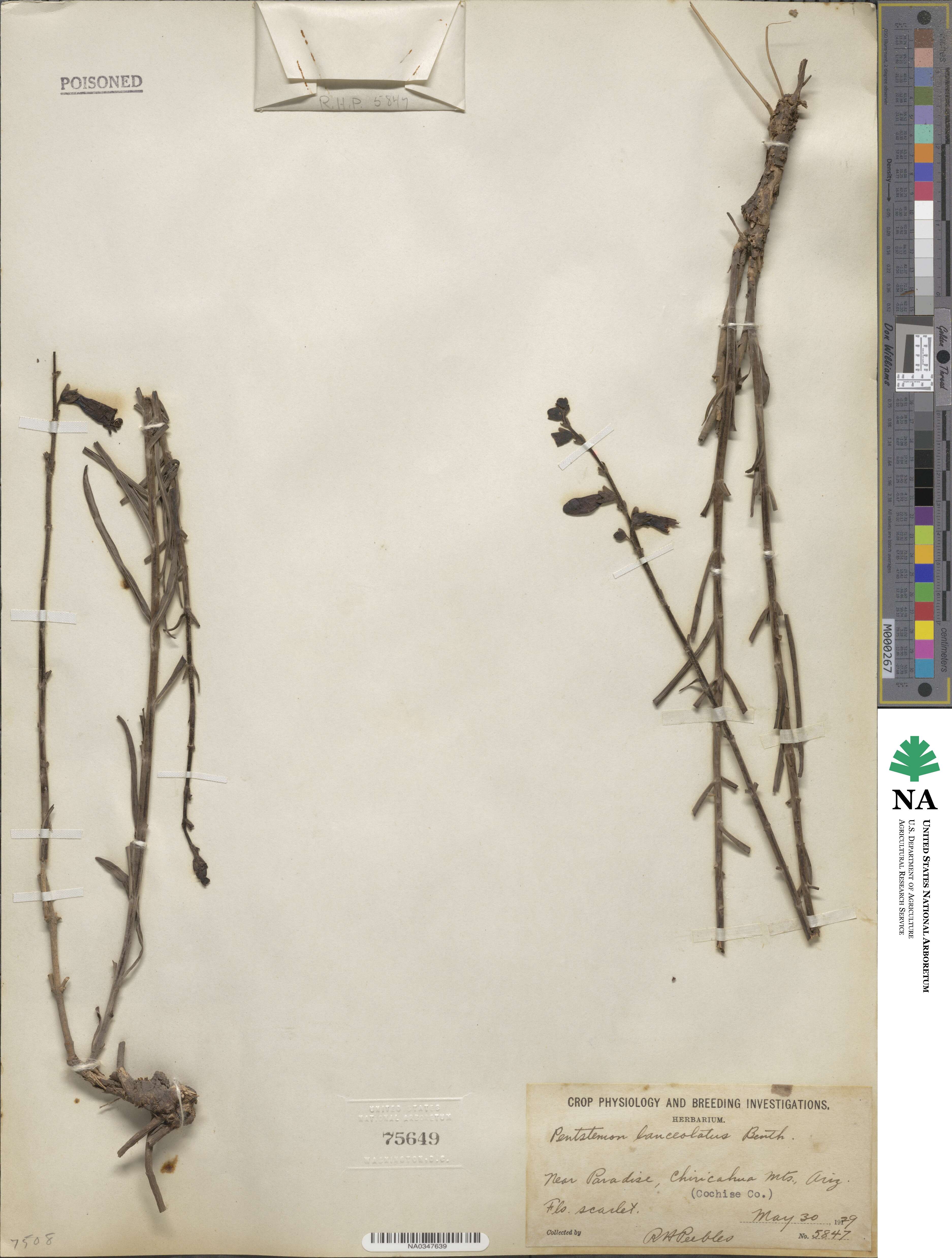 Penstemon lanceolatus image