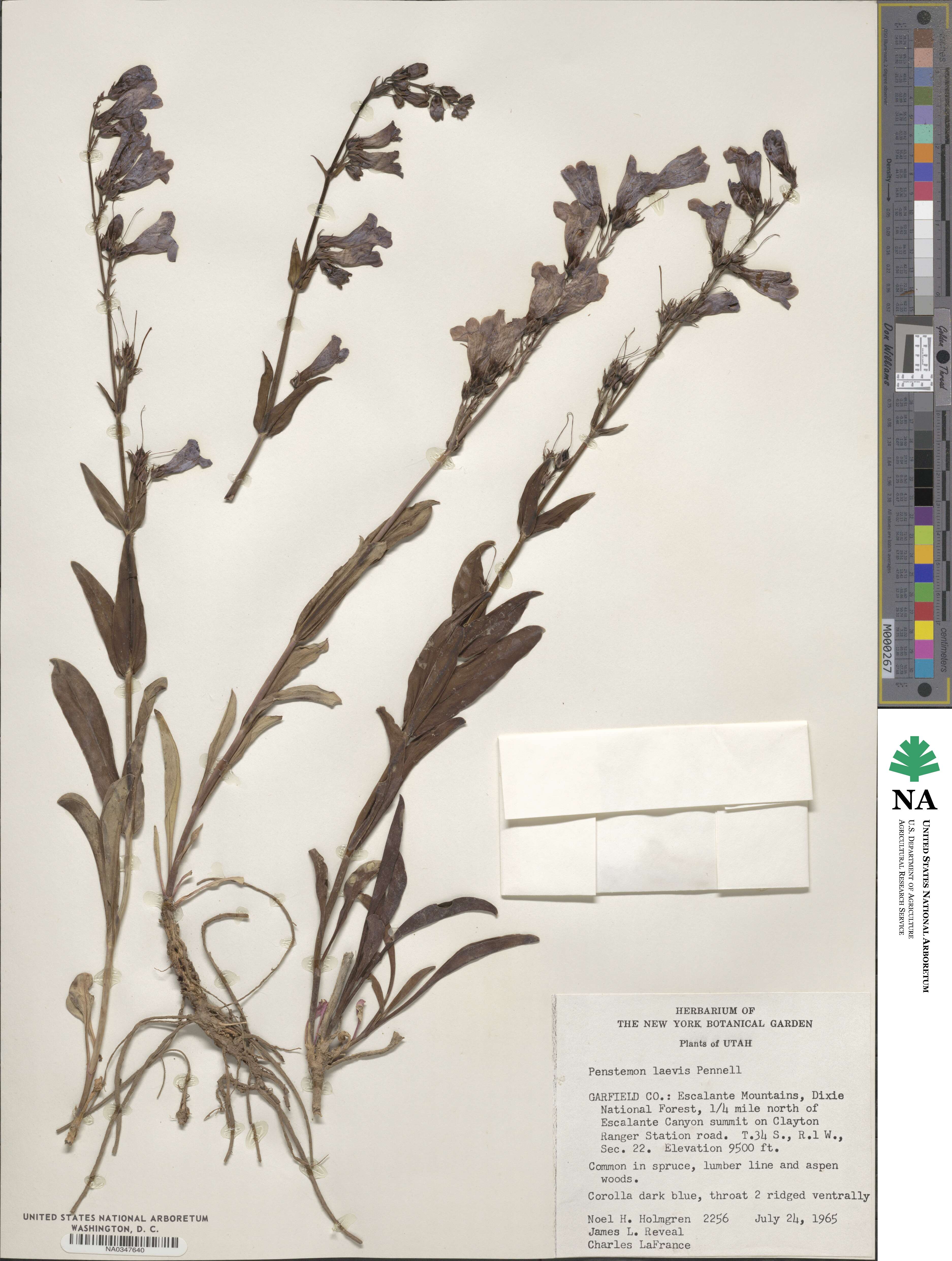Penstemon laevis image