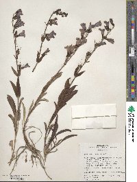 Penstemon laevis image