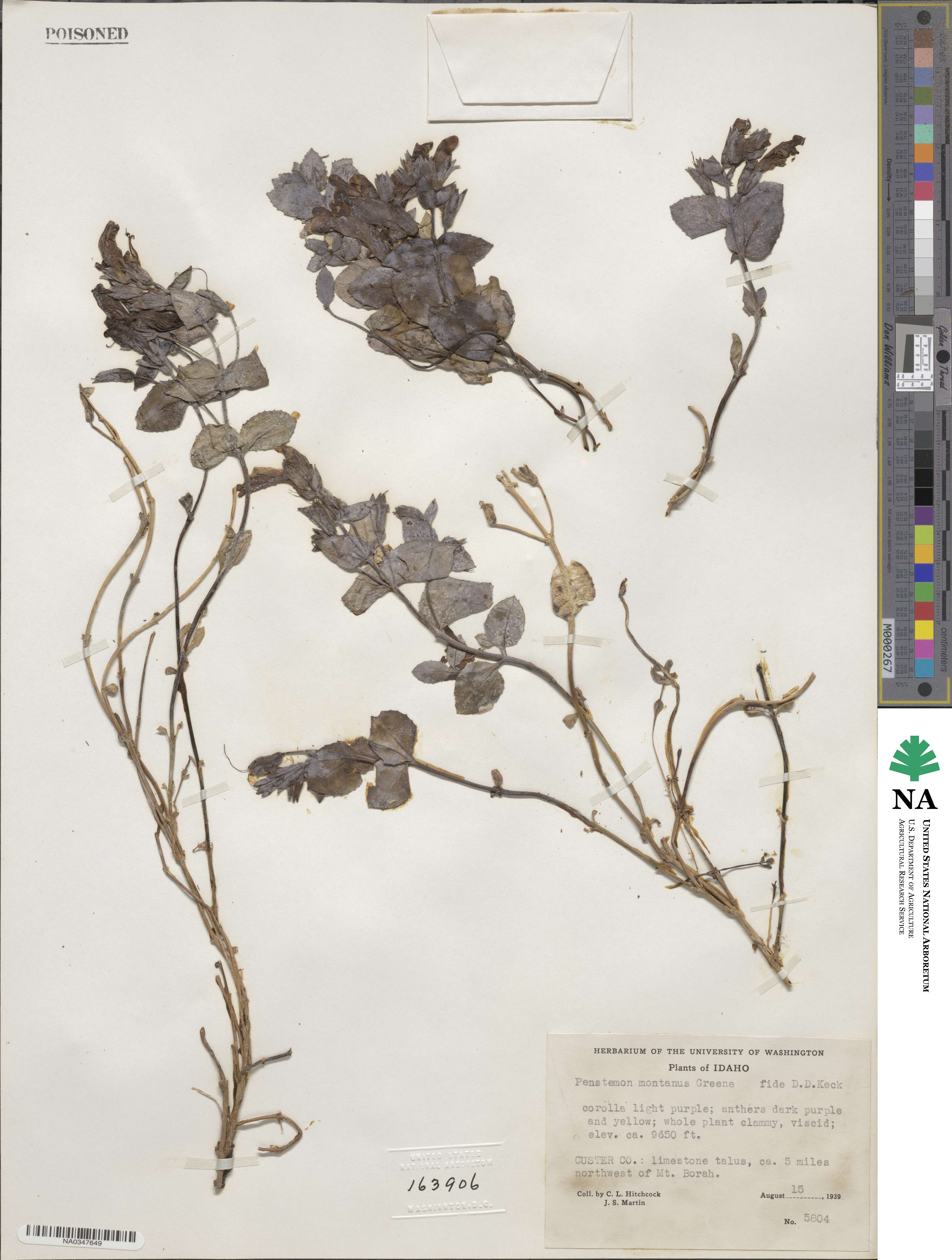 Penstemon montanus image