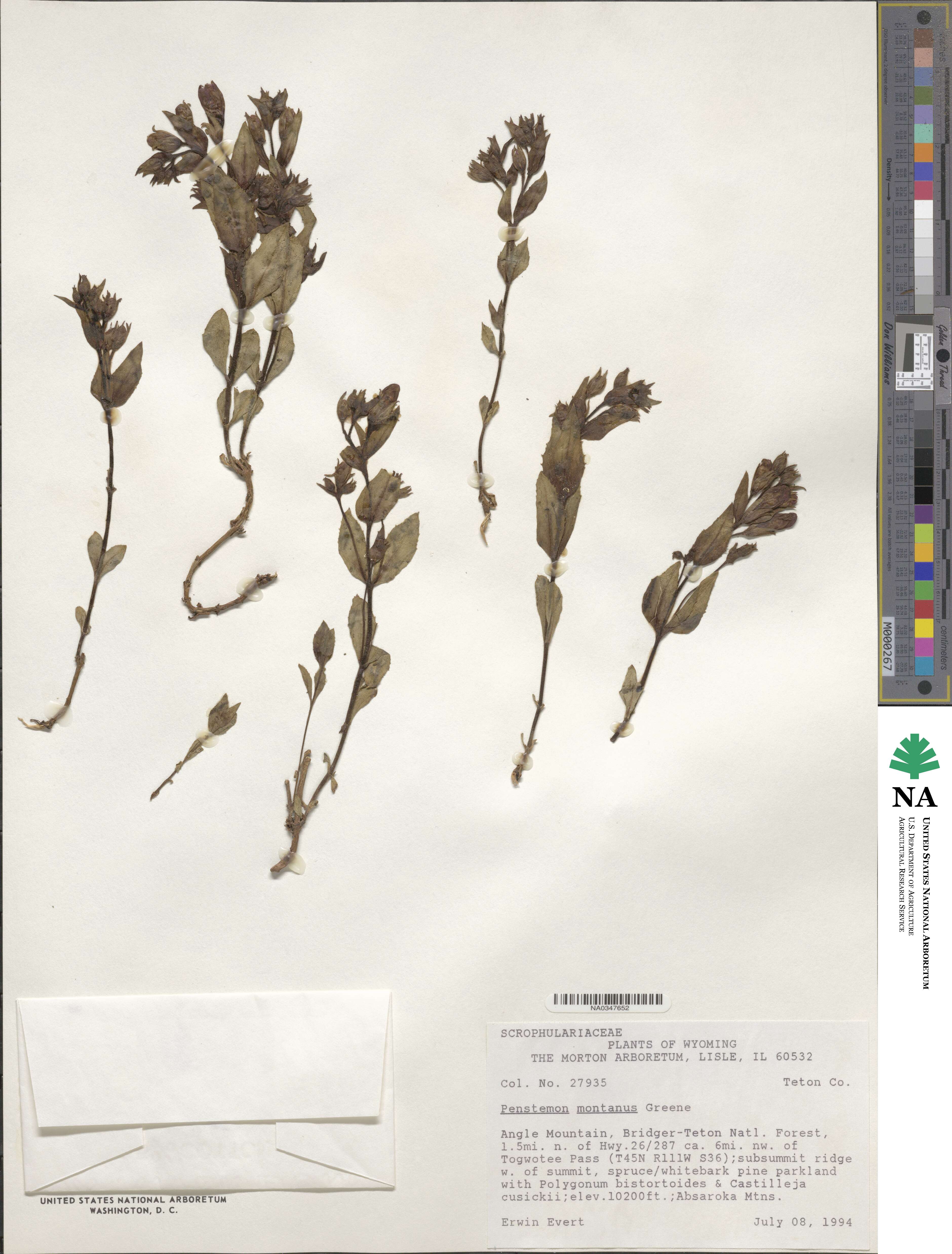 Penstemon montanus image