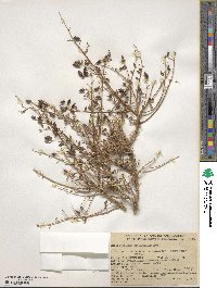 Keckiella antirrhinoides var. microphylla image