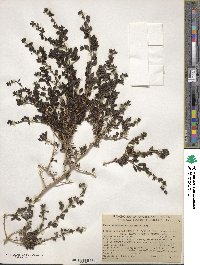 Keckiella antirrhinoides var. microphylla image