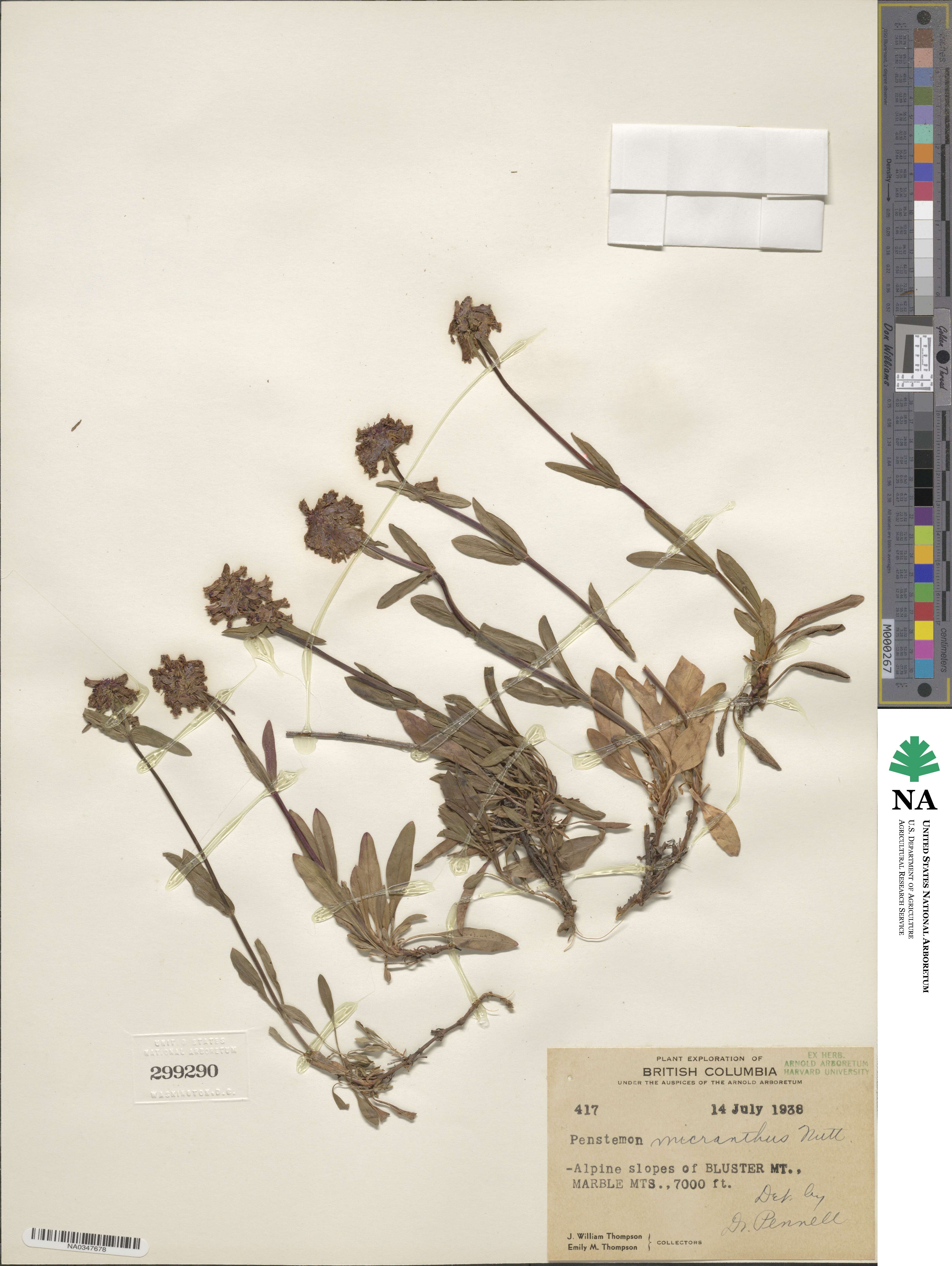 Penstemon procerus image