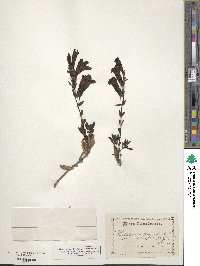 Penstemon fruticosus image