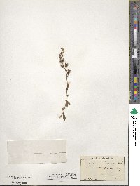 Penstemon fruticosus image