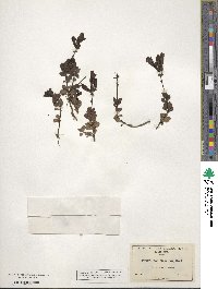 Penstemon fruticosus image