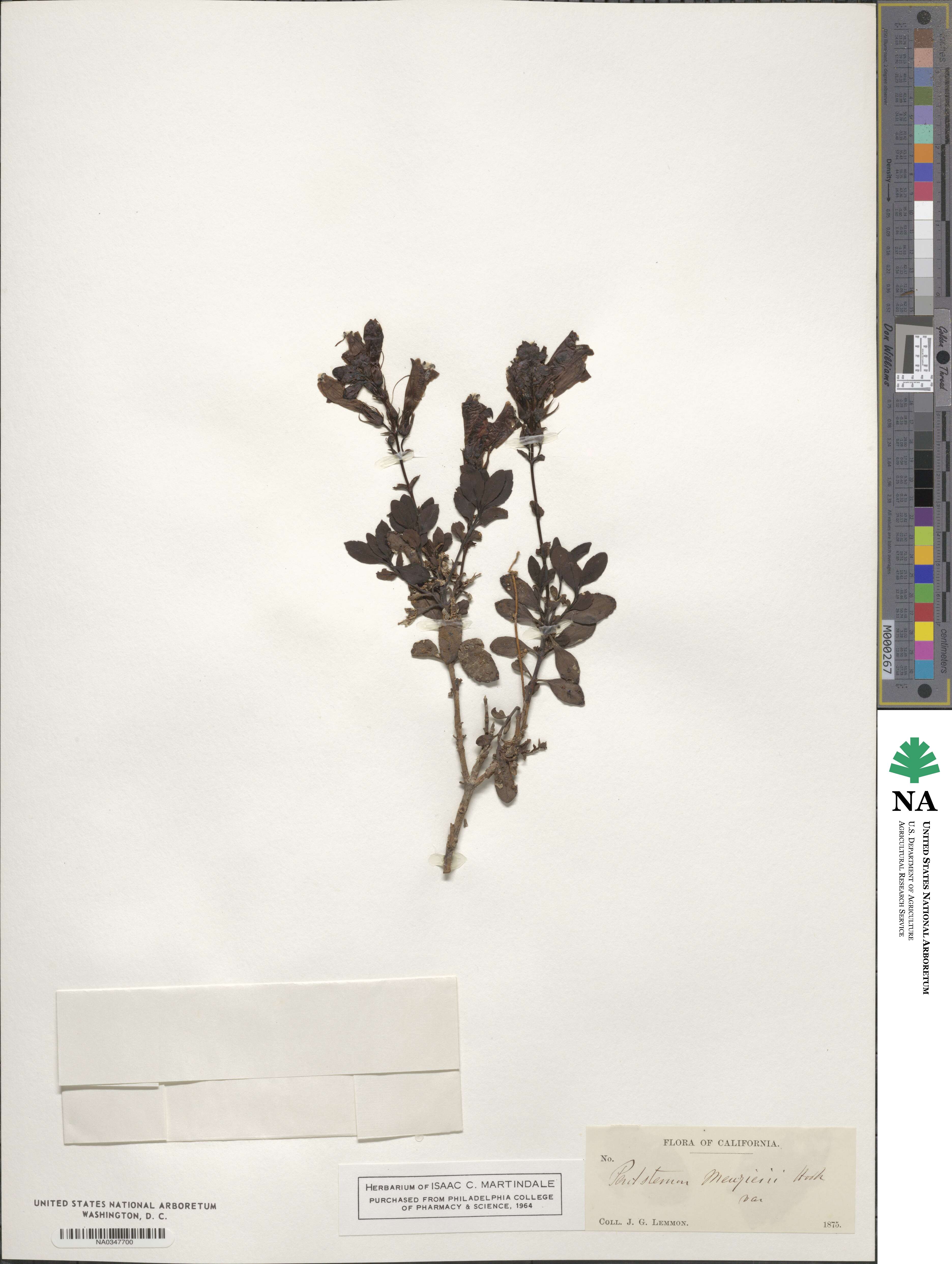 Penstemon fruticosus image