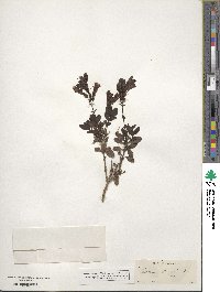 Penstemon fruticosus image