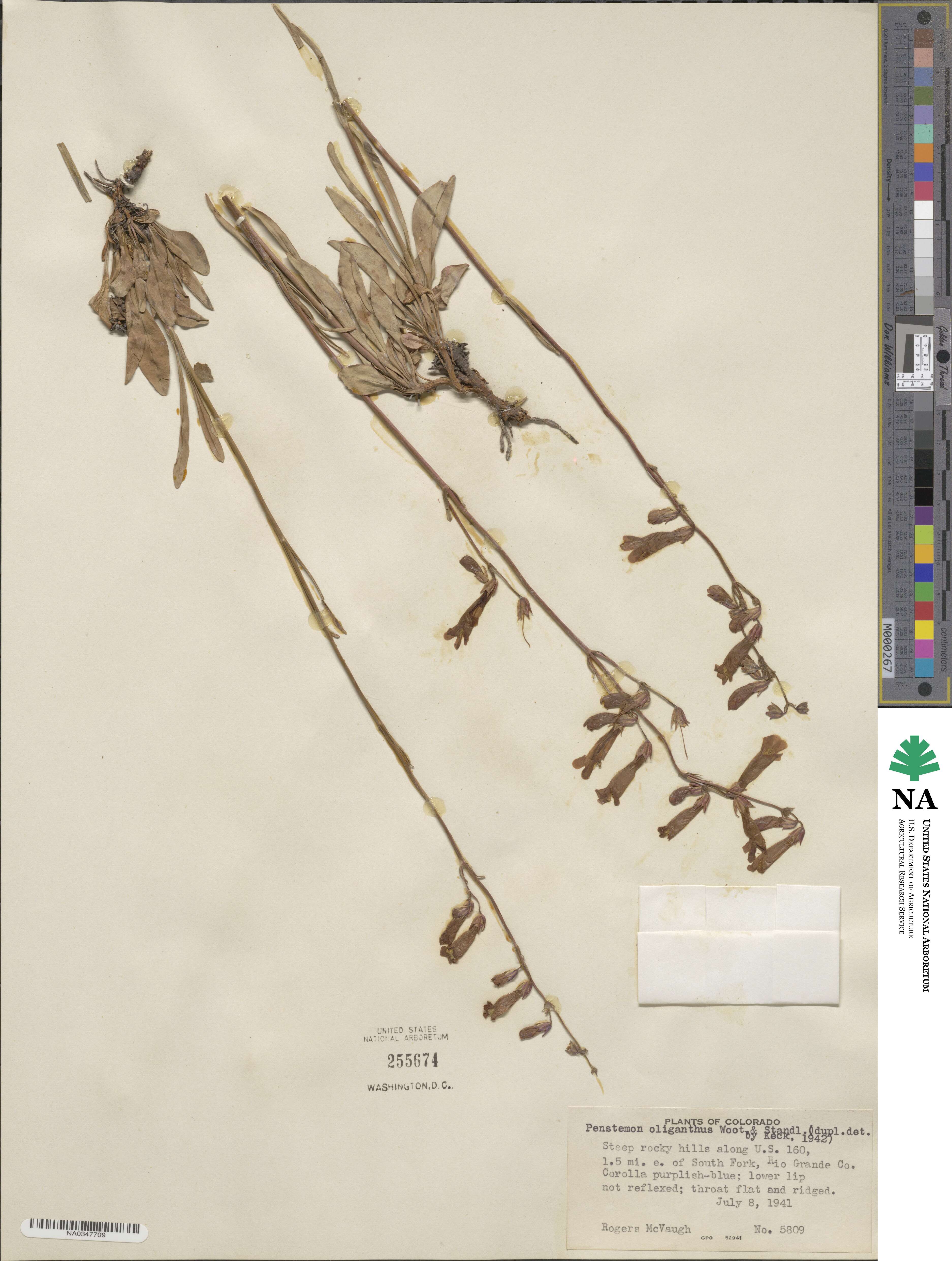 Penstemon oliganthus image