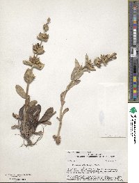 Penstemon nitidus image