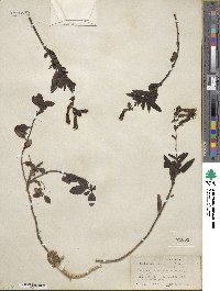 Penstemon newberryi image