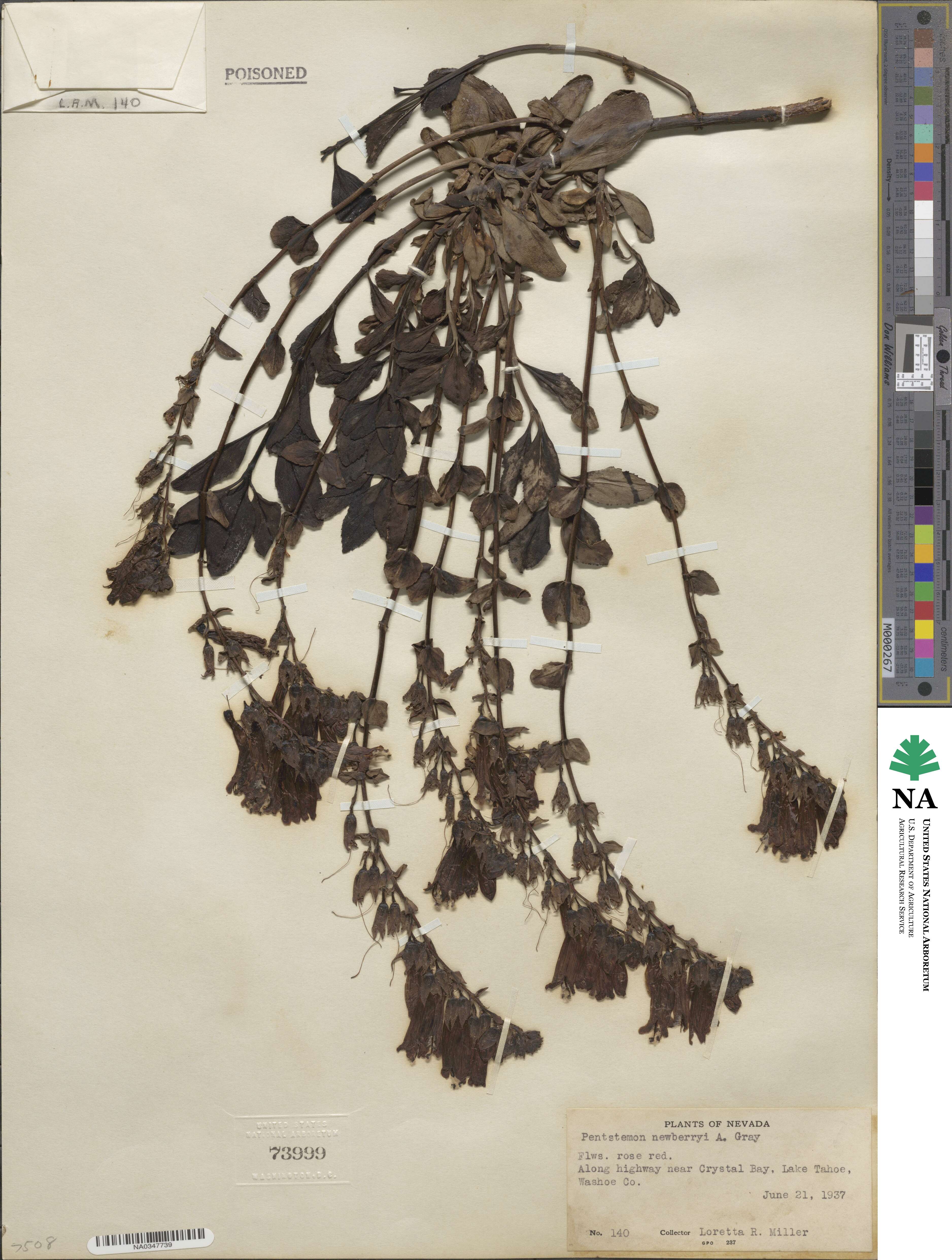 Penstemon newberryi image