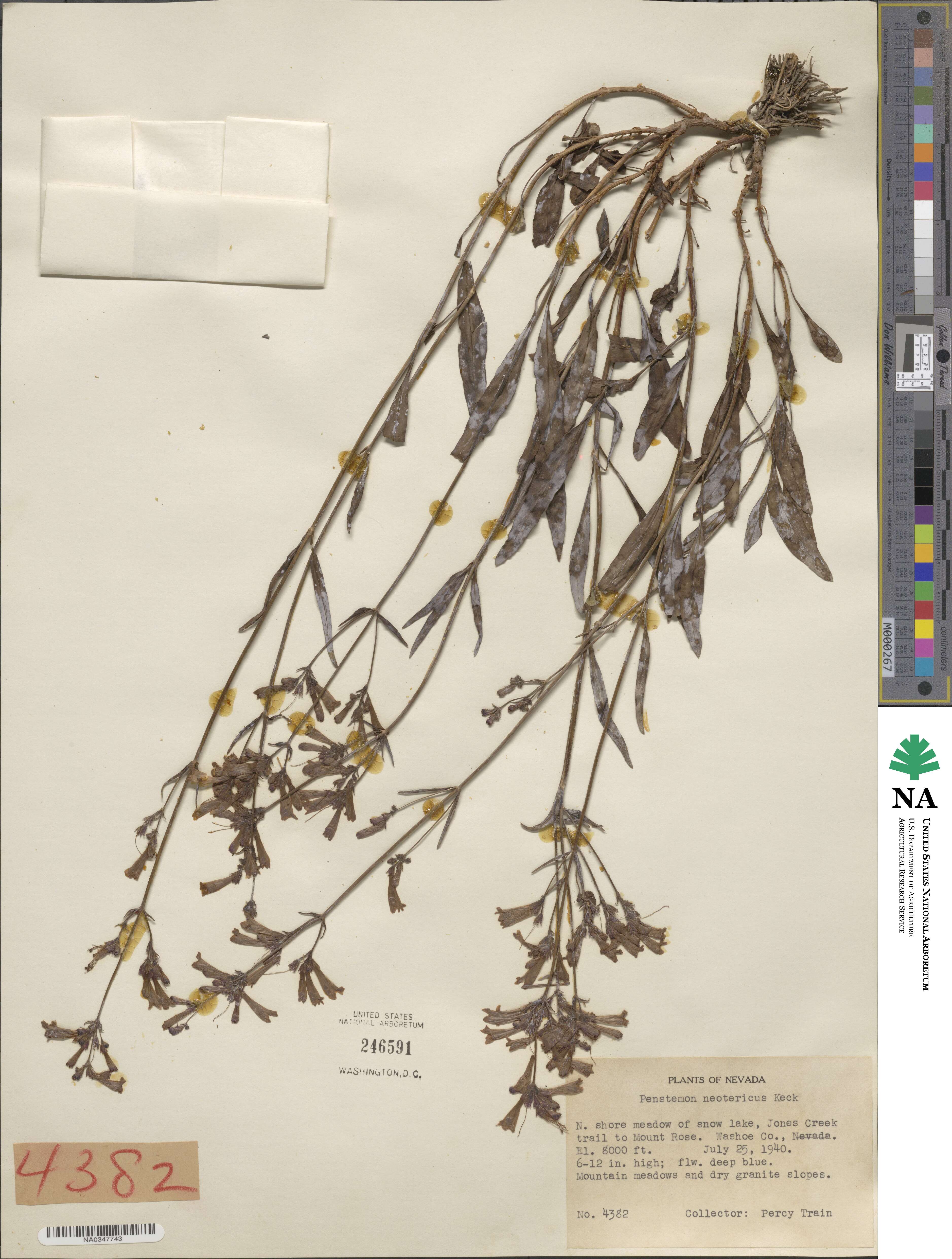 Penstemon neotericus image