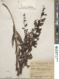 Penstemon neomexicanus image