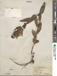 Penstemon neomexicanus image