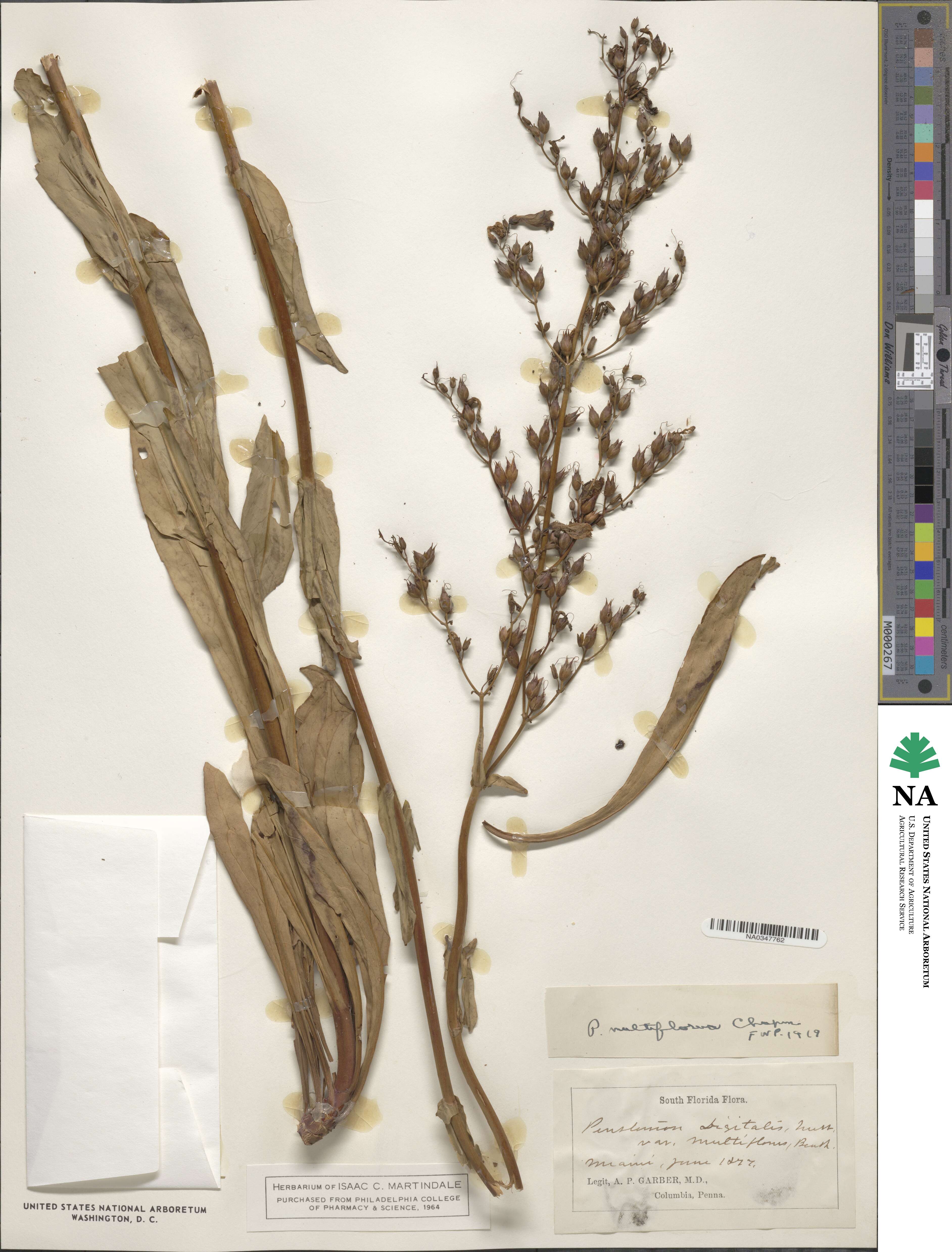 Penstemon multiflorus image