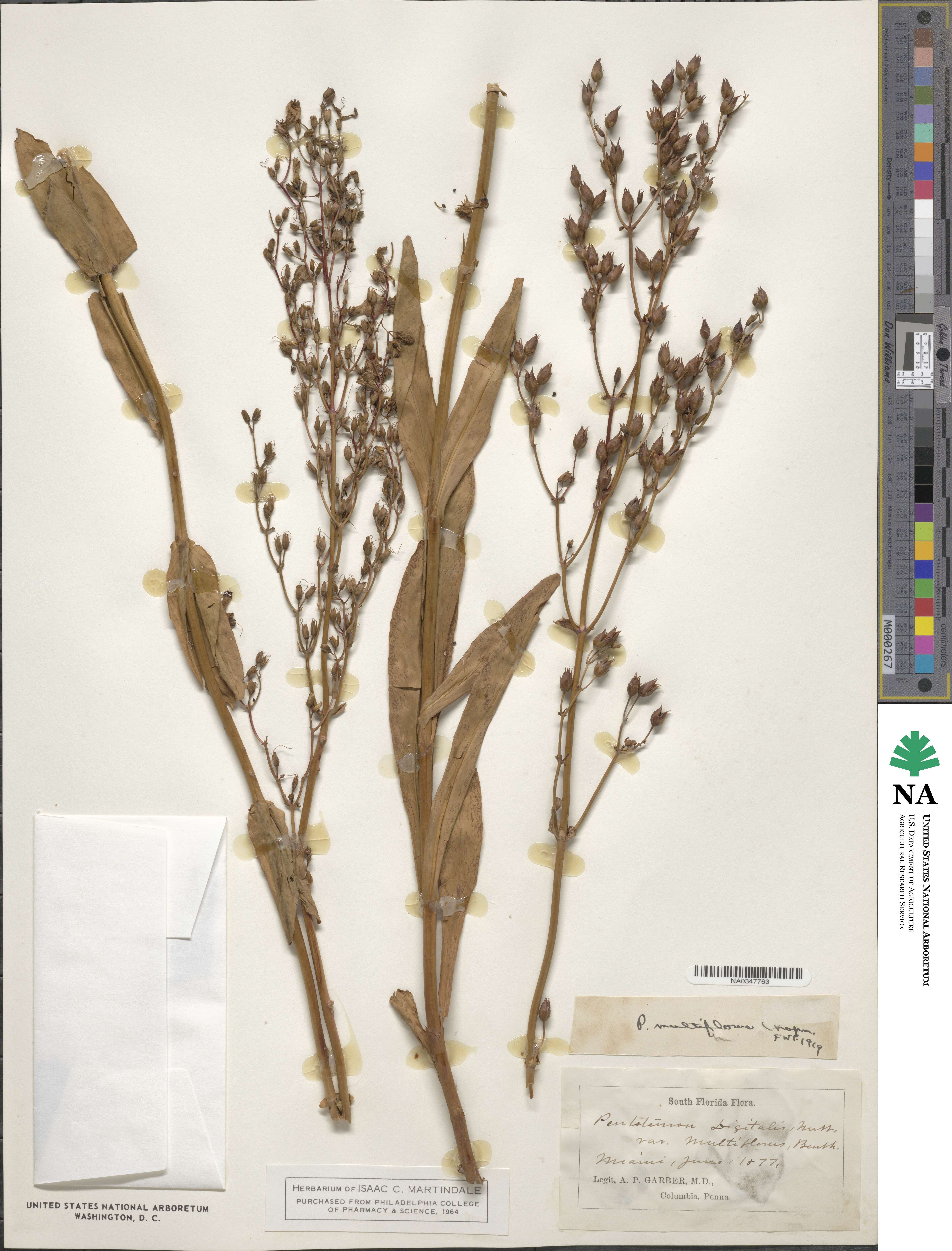 Penstemon multiflorus image