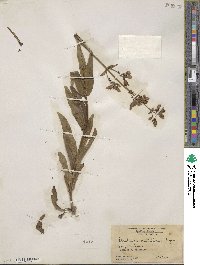 Penstemon multiflorus image