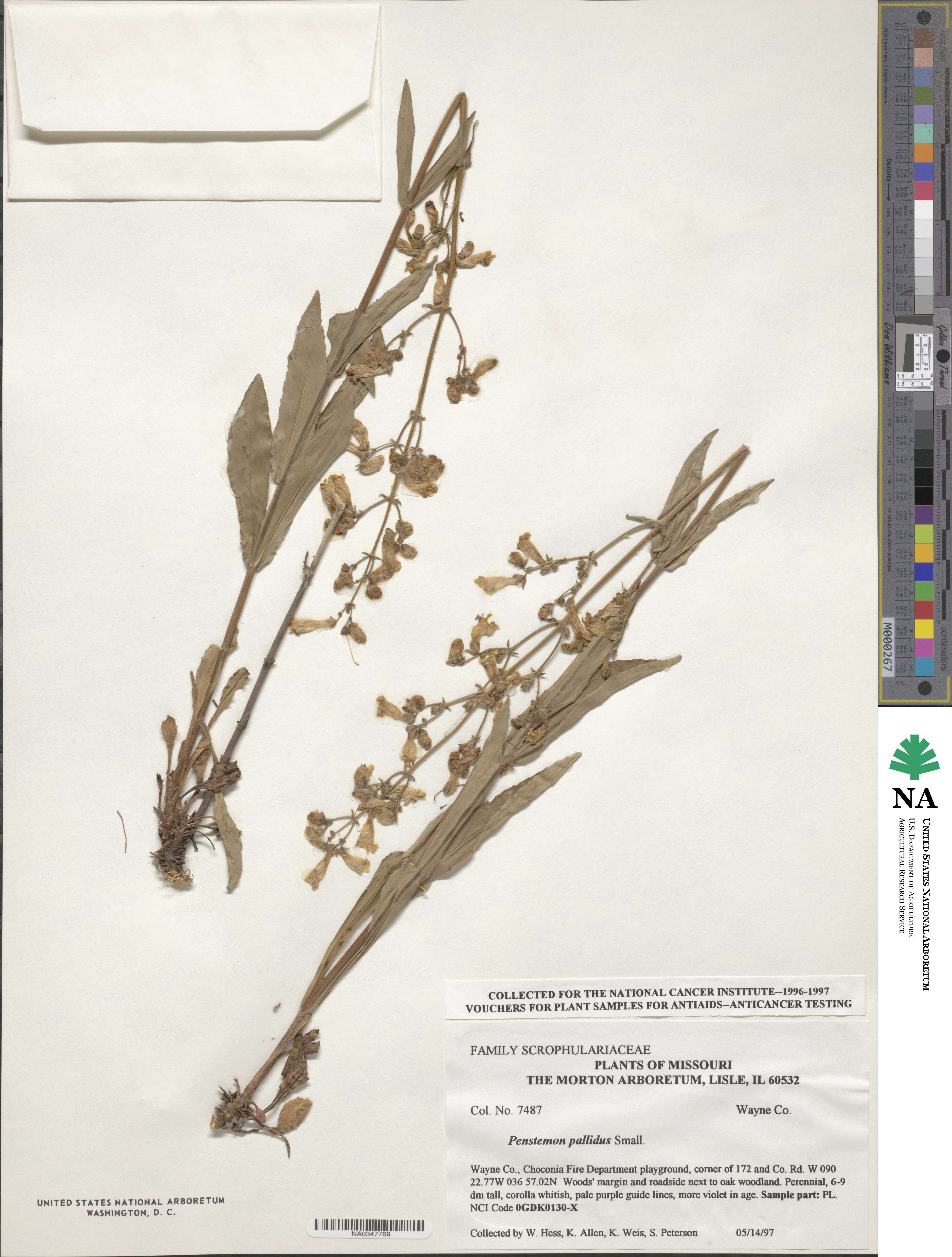 Penstemon pallidus image