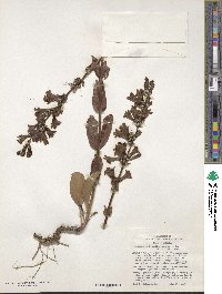 Penstemon pachyphyllus image