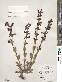 Penstemon pachyphyllus image