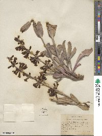 Penstemon pachyphyllus image