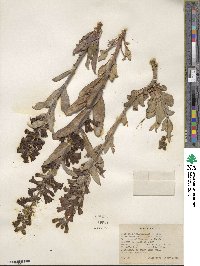 Penstemon pachyphyllus image